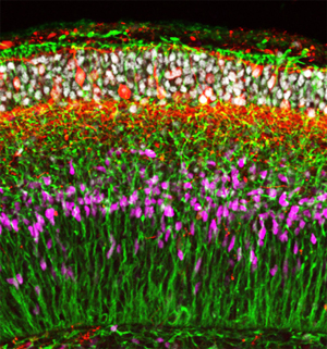 Image of embryonic stem cells