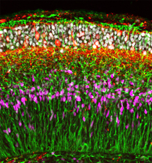 Image of embryonic stem cells 