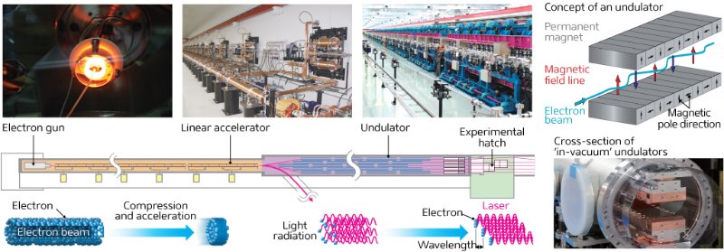 Image of how to produce coherent x-ray pulses using SACLA
