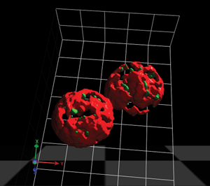 Computational image of the endoplasmic reticulum and exit sites