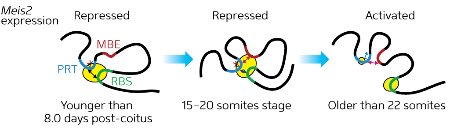 Image of Meis2 expression