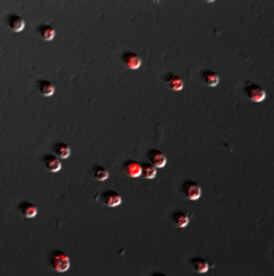 Image of cyanobacteria