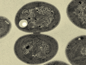 Image of Synechocystis cyanobacteria 