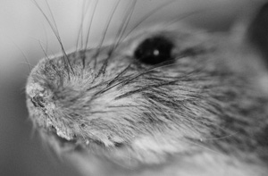Image of a mouse