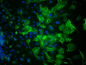 Image of pluripotent stem cells