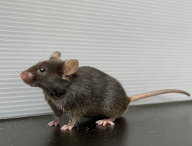 Photo of a mouse model