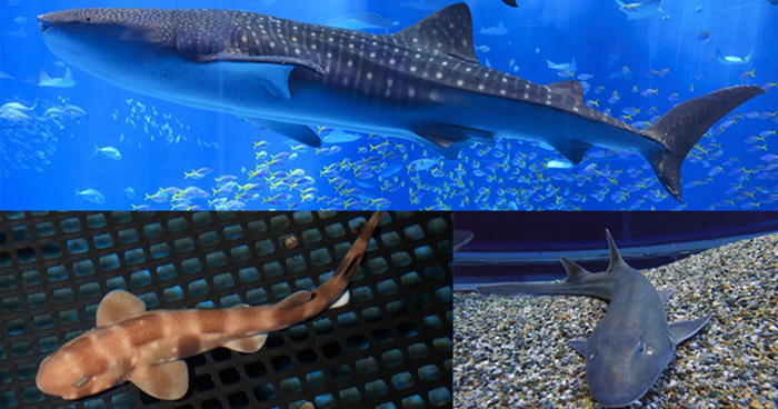 photos of the three sharks mentioned in the article