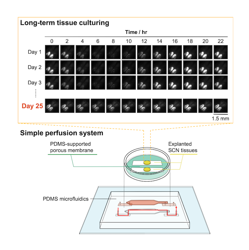 microfluidic device for extended tissue culture