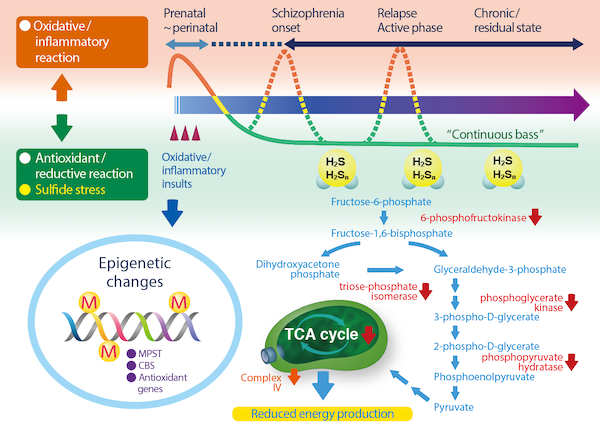 how oxidative stress and sulfide stress lead to poor energy production