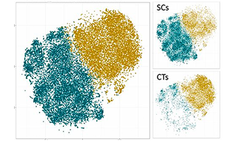 Figure showing different ratios of T-cells in controls and supercentenarians