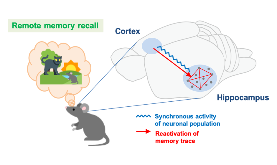 Based memory