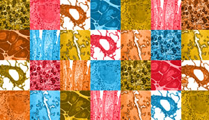 Image of various types of cells
