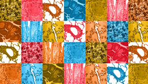 image of various types of cells