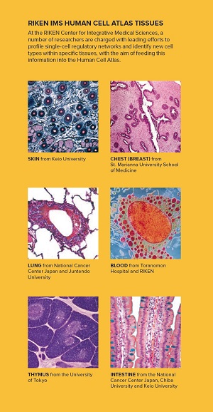 Image of RIKEN IMS Human Cell Atlas tissues Image of RIKEN IMS Human Cell Atlas tissues