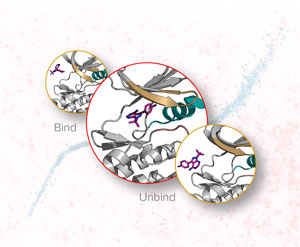 Structure of tyrosine kinase Src