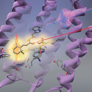 Image showing light changes the shape of bacteriorhodopsin 