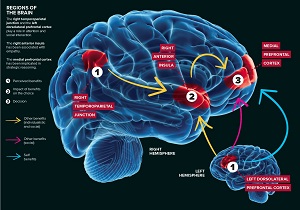 image of regions of the brain