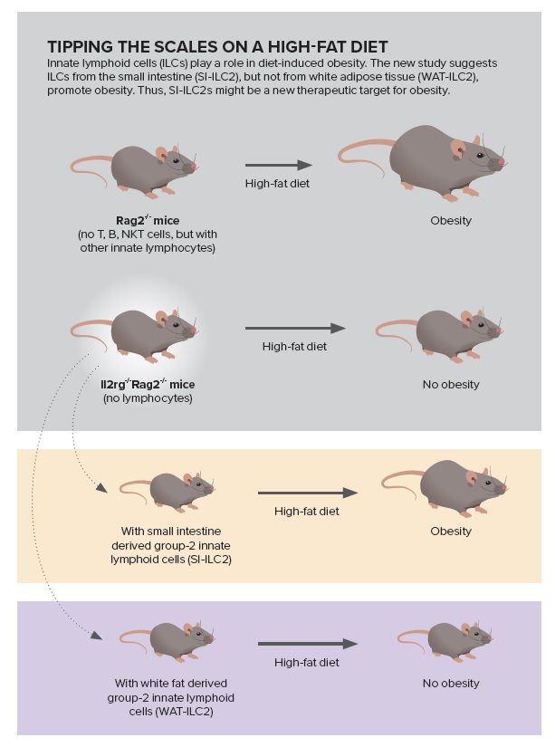 Graphical abstract of the article