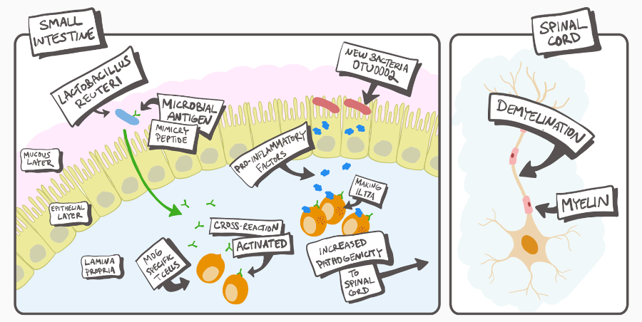 Schematic showing the role of smal intestine microorganisms