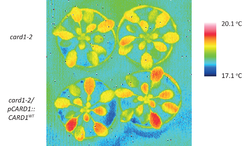 Images showing surface temperature of leaves