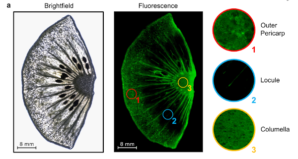 Photo with fluorescence showing ethylene in different parts of a kiwi