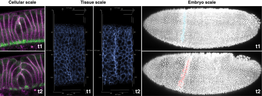 images showing fruit fly embryo