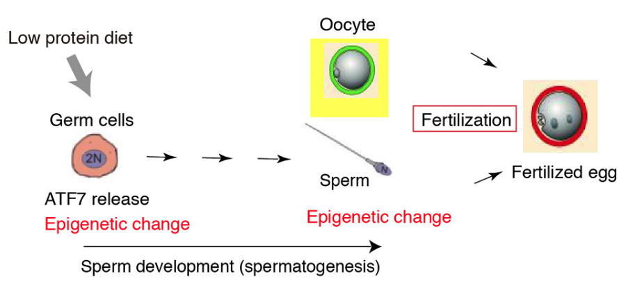 Schematic showing how low protein diet affects sperm through epigenetic change