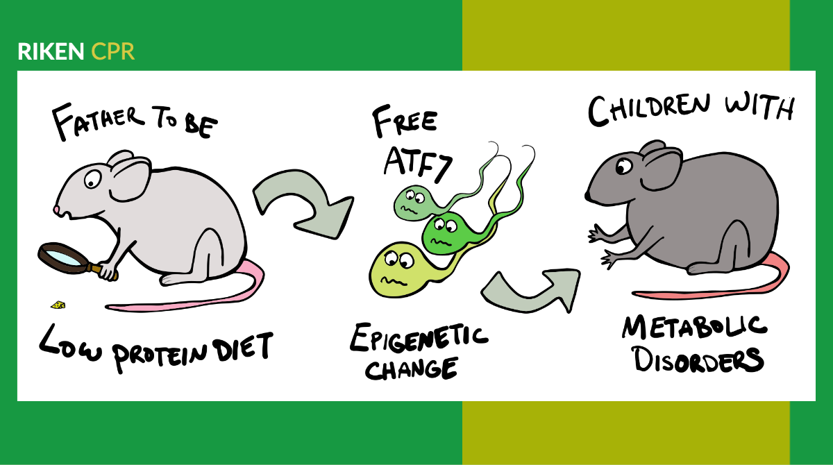 Can diet affect sperm Can diet affect sperm