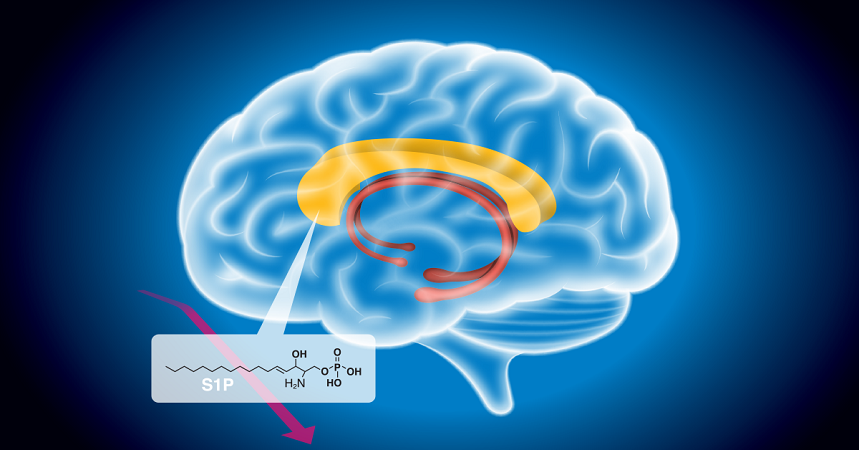 Schematic of S1P in brain