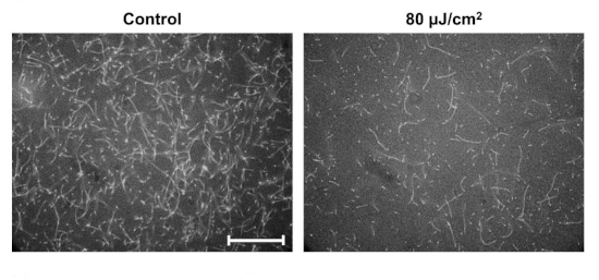 Image showing the solution with and without exposure to radiation