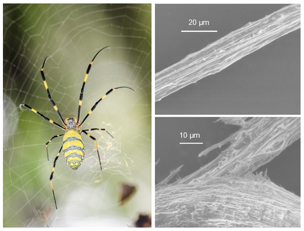 Image of a spider and fiber structures