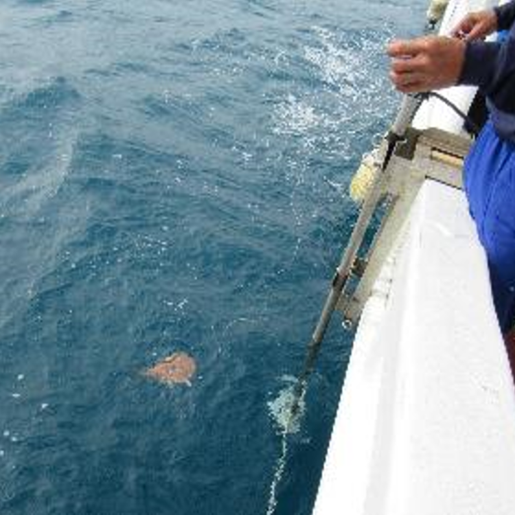 Image of an electric ray released into the sea