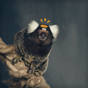 image of a marmoset