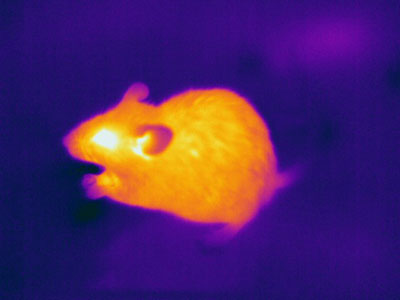 Thermogram of a mouse