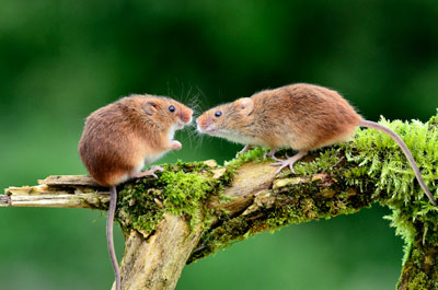 image of two mice