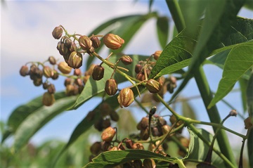 image of Cassava flowers