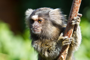 Image of a marmoset