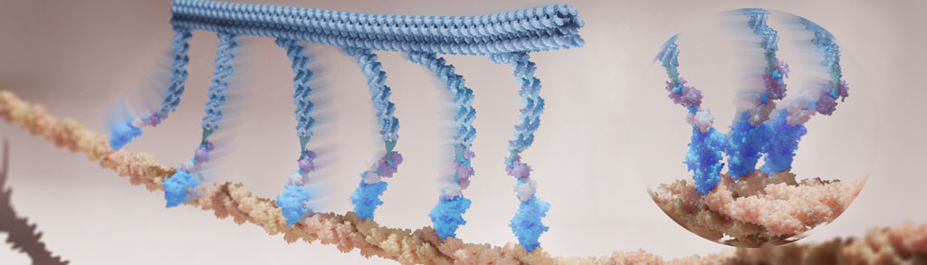 Image of myosin