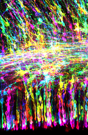 Image of the experimental setup Image of brain stem cells in the developing ferret brain