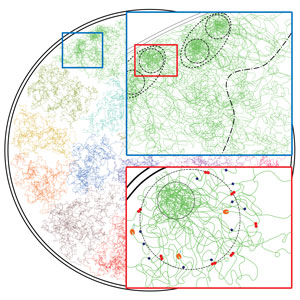 Image showing the architecture of chromosomes