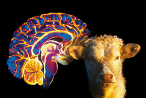 image of a brain and a cow