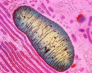 Image of a mitochondrion