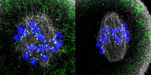 Image of Kinetochores rich in Prc1 in mouse oocytes