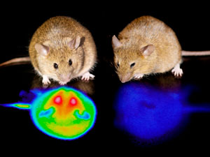 Image of heat maps showing body temperature of mice