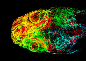 Image of the head of a zebrafish