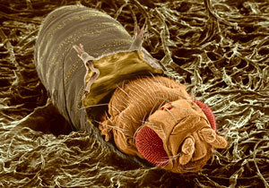 image of an adult fruit fly emerging from a pupa