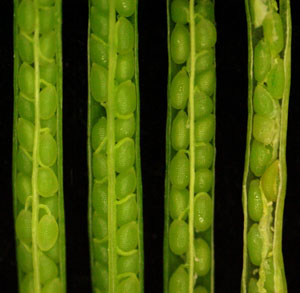 Image of premature seeds in seed pods