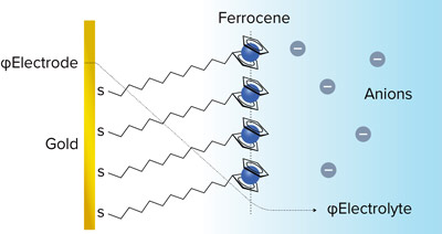 Schematic of an electrochemically active ferrocene-terminated self-assembled monolayer on gold
