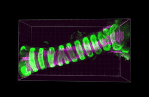 Image of a trachea from a mouse