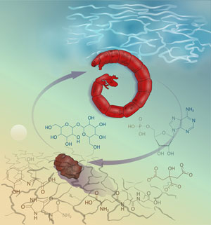 Schematic of anhydrobiosis